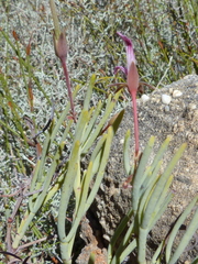 Pelargonium laevigatum oxyphyllum