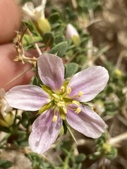 Fagonia mollis
