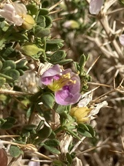 Fagonia mollis