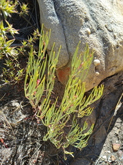 Pelargonium laevigatum oxyphyllum