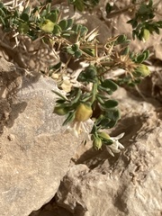 Fagonia mollis