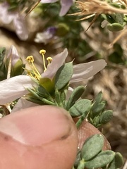 Fagonia mollis