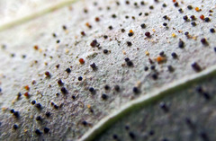 Phyllactinia betulae