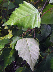 Phyllactinia betulae