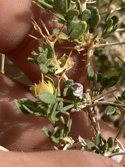 Fagonia mollis