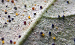 Phyllactinia betulae