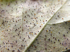 Phyllactinia betulae