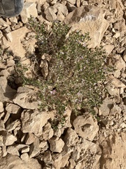 Fagonia mollis