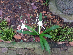 Hymenocallis speciosa