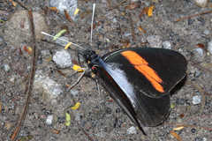 Pereute leucodrosime