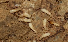 Reticulitermes balkanensis