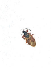 Gastrodes abietum