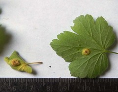 Puccinia caricina