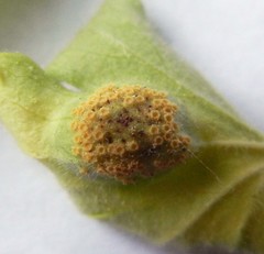Puccinia caricina