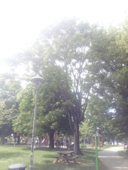 Ailanthus altissima