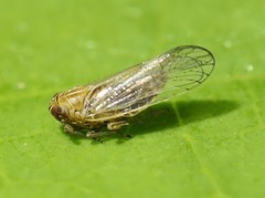 Metadelphax propinqua