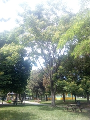 Ailanthus altissima