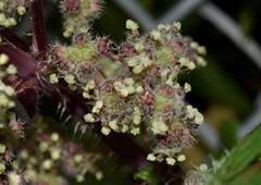 Urtica pilulifera