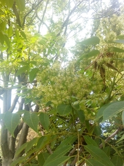 Ailanthus altissima