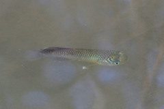 Blackspotted Nothobranch photo 1