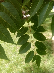 Ailanthus altissima