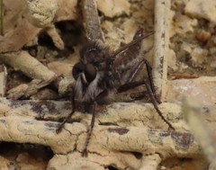 Dysmachus cristatus