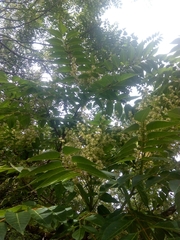 Ailanthus altissima