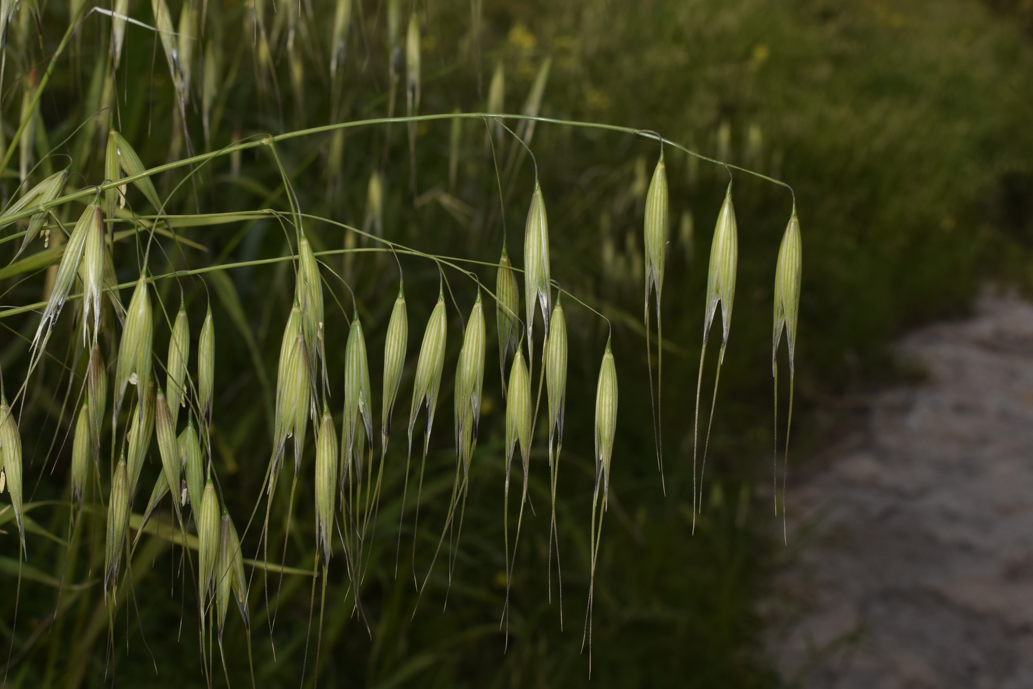Avena