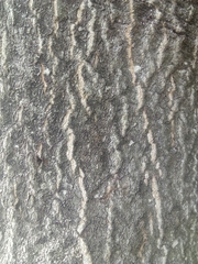 Ailanthus altissima