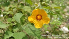 Sida galheirensis
