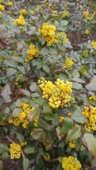 Berberis aquifolium
