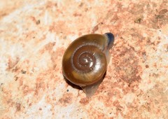 Eopolita protensa