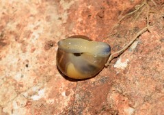 Eopolita protensa