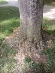 Ailanthus altissima