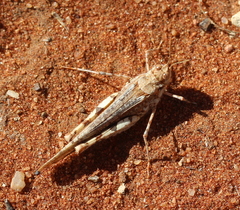 Acrididae