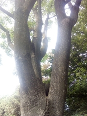 Ailanthus altissima