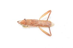 Nemausus sordidatus