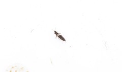 Melanthrips fuscus