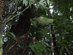 Anthurium huixtlense