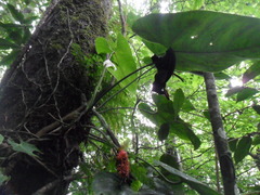 Anthurium huixtlense
