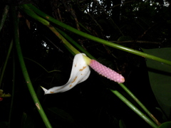 Anthurium huixtlense