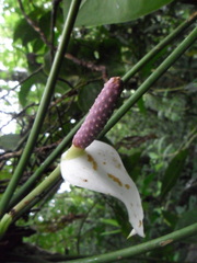Anthurium huixtlense