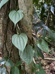Dioscorea chondrocarpa