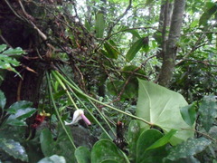 Anthurium huixtlense