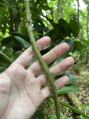 Dioscorea chondrocarpa