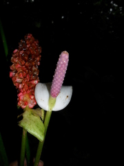 Anthurium huixtlense