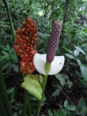 Anthurium huixtlense