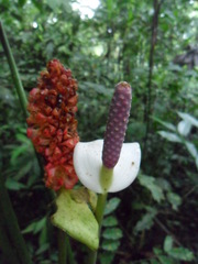 Anthurium huixtlense