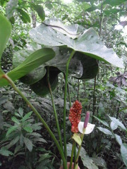 Anthurium huixtlense