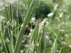 Otitinae